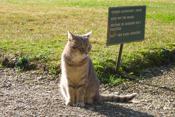 Keep off the Grass! (600Wx400H) - Keep off the Grass! Nice picture of a cat in a public space in Florence (Photo by Sassica Francis-Bruce) 