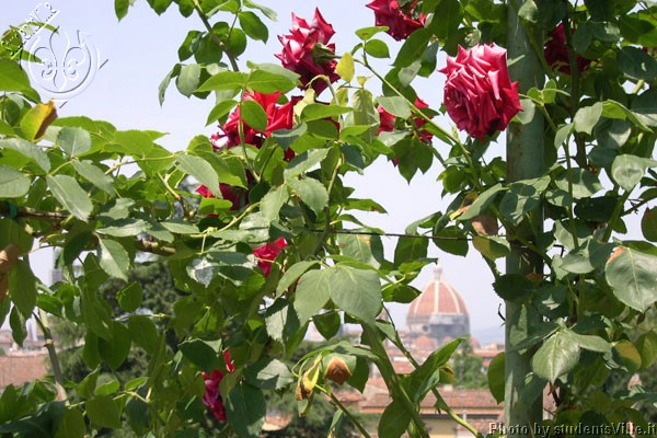 Giardino delle Rose (600Wx400H) - Amazing view from the 