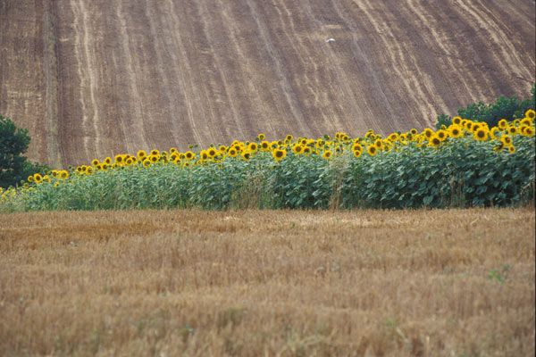 Tuscany, girasoli (600Wx400H) - Tuscany dream (Photo Courtesy of <a href='http://www.studentsville.it' target='_blank'>studentsVille.it</a>) 