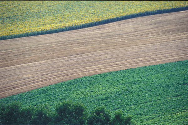 Fields (600Wx400H) - Tuscan Sunflower Fields (Photo Courtesy of <a href='http://www.studentsville.it' target='_blank'>studentsVille.it</a>) 